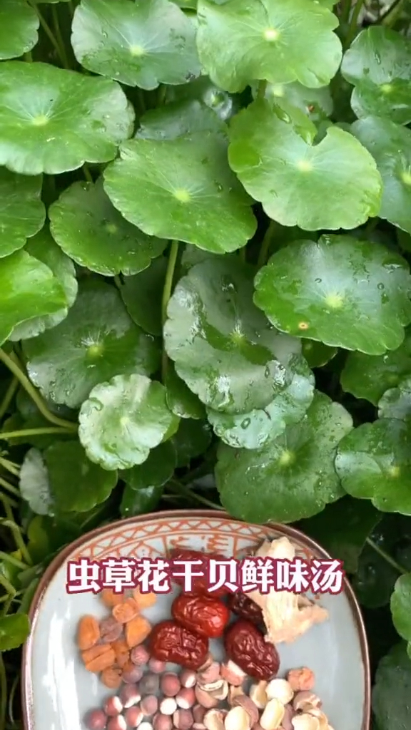 今天的虫草花干贝汤用的是较贵的孢子头,营养又美味,常喝身体棒