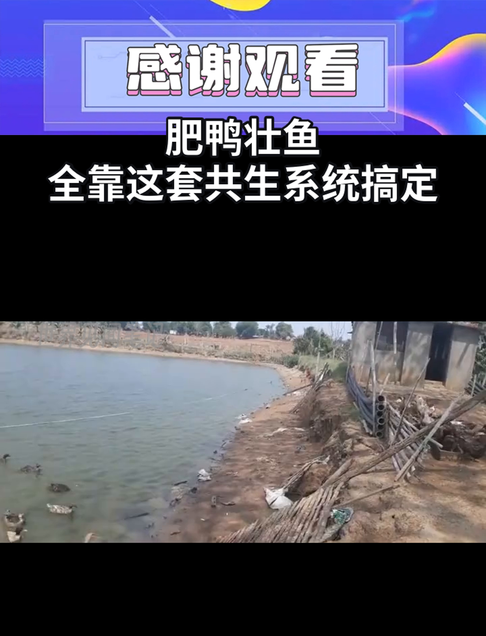 肥鸭壮鱼,全靠这套共生系统搞定