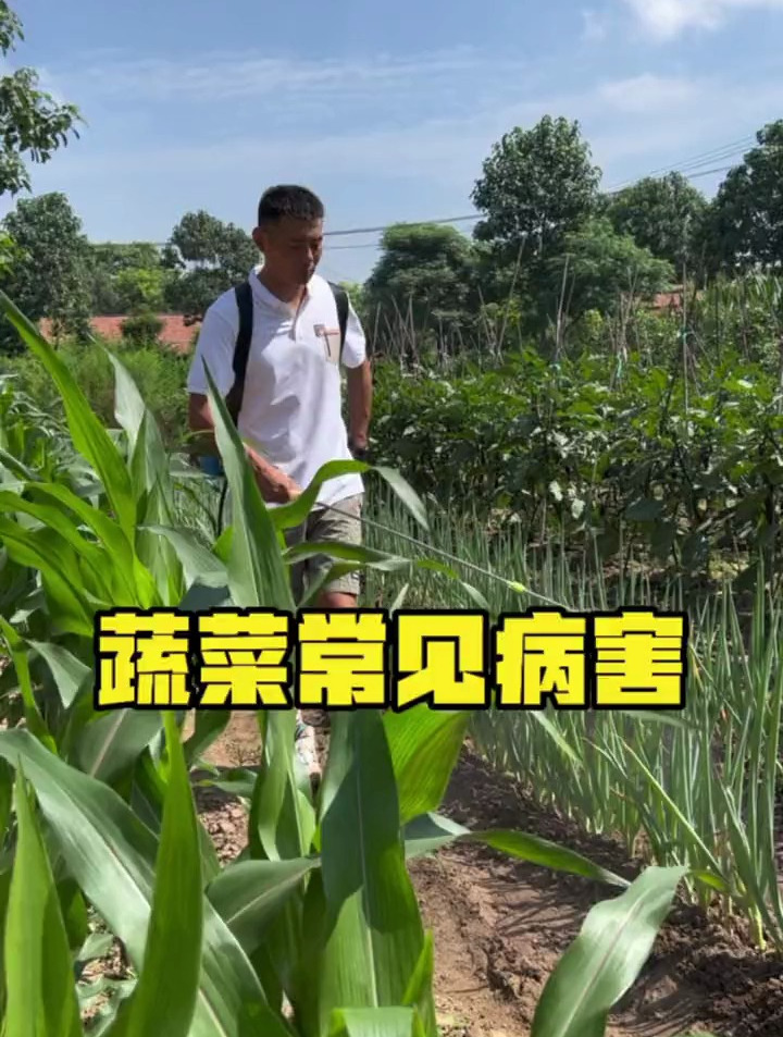 蔬菜常见病害你都知道吗?
