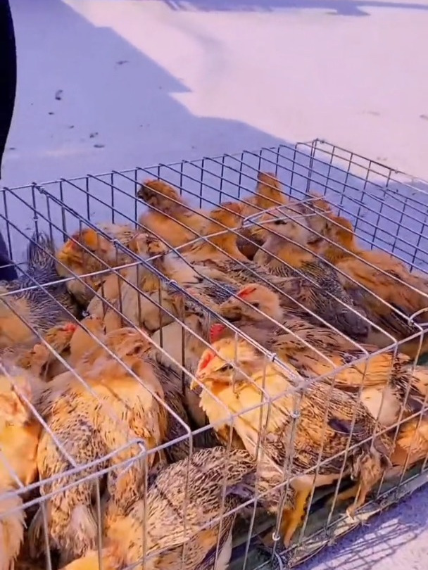 红玉鸡苗绿壳蛋鸡大红公鸡公母都有自繁自养