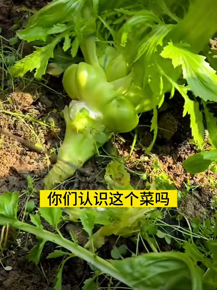 涪陵榨菜又叫青菜头,可以做榨菜也可以凉拌热炒都好吃