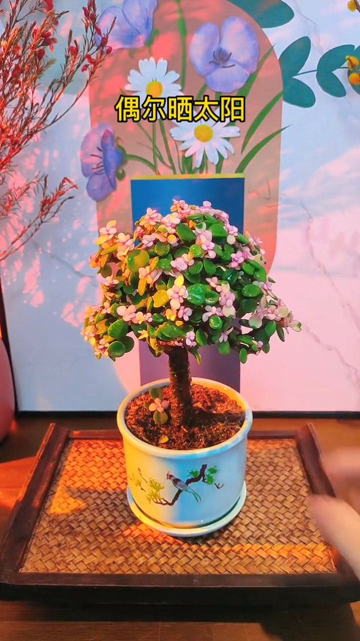 高贵的多肉植物,金枝玉叶