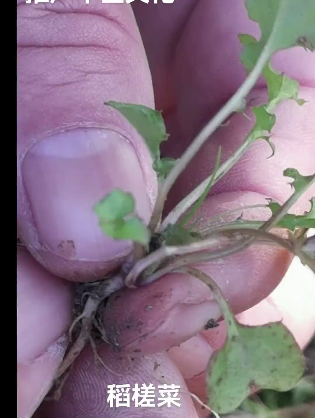 稻槎菜 每天认识一种中药材,今天认识一下稻槎菜