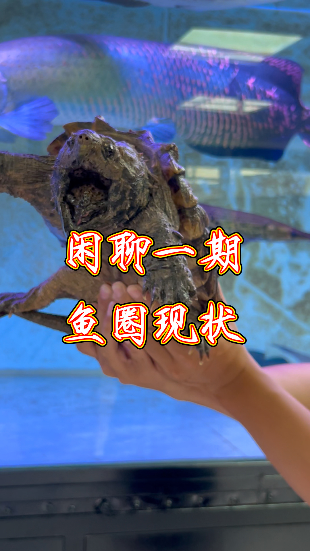 兄弟们,救救我!闲聊一期鱼圈现状,现在真的是太卷了