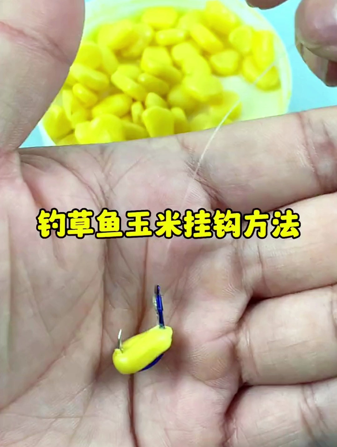 用玉米钓草鱼,学会这种调漂方法,想钓不到鱼都难