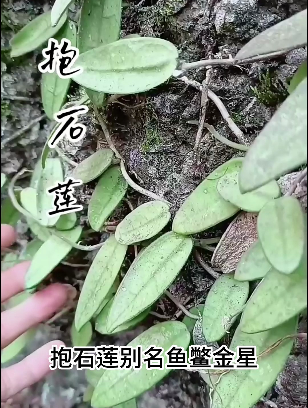 植物科普:抱石莲,可对于肺热咳嗽,并且对小儿高热也有作用