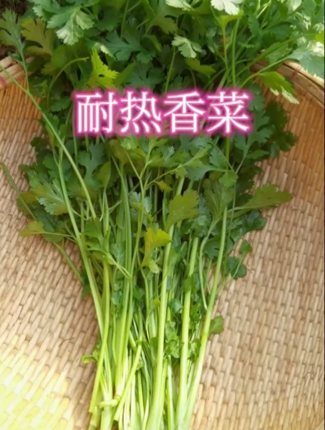 香菜夏季要想种的好,选对品种很重要