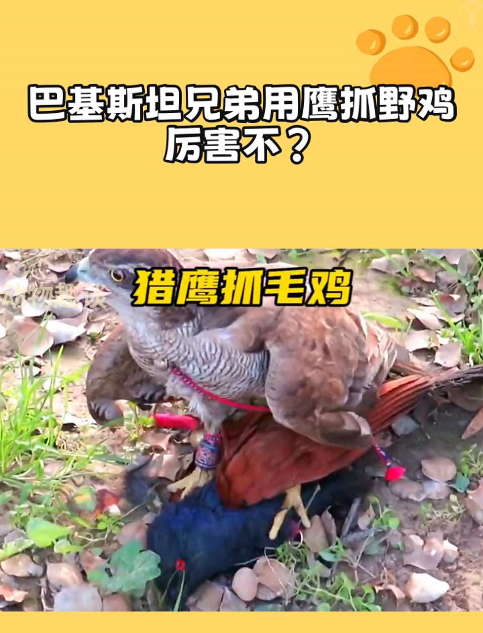 巴基斯坦兄弟用鹰抓野鸡,厉害不?