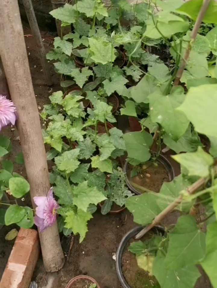 爬藤蔬菜的多种用途!