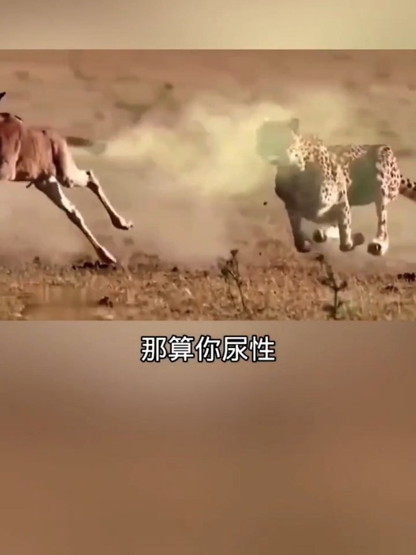 搞笑配音:到嘴的鸭子飞了