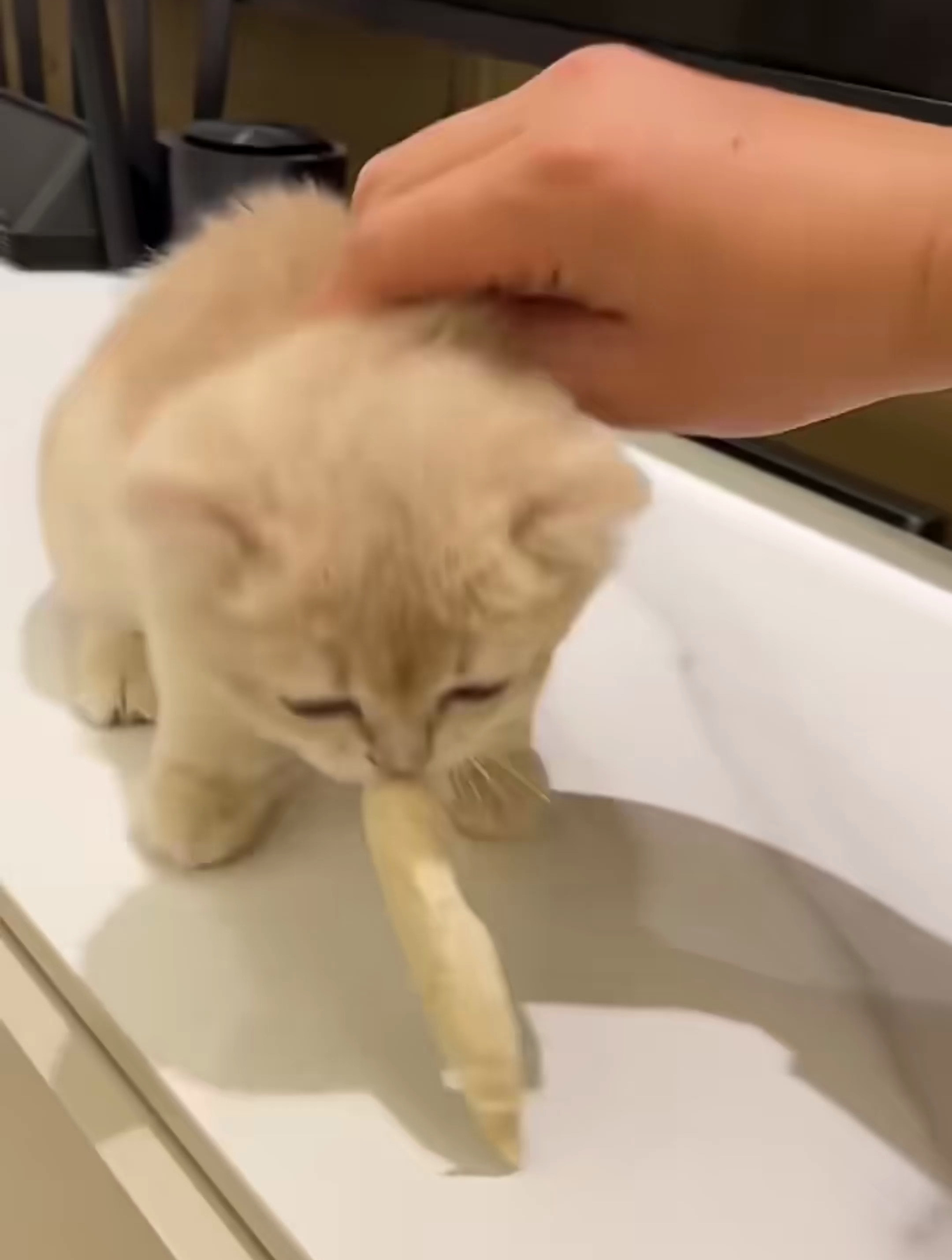 三天没拉粑粑的小猫咪,最后只能用上开塞露