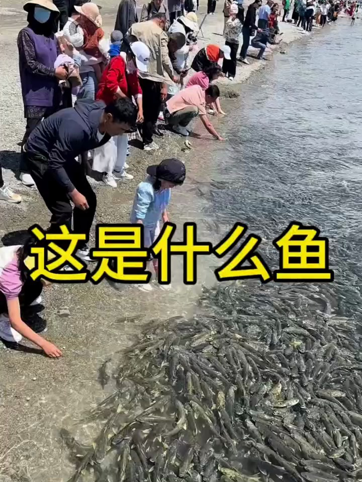 众人围观超大规模鱼群
