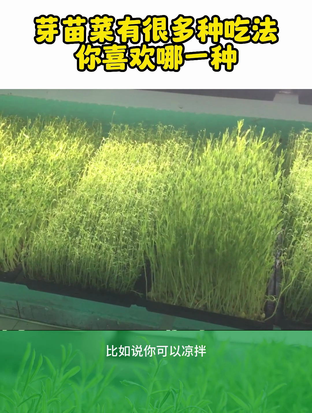 芽苗菜种植简单,而且有很多种吃法