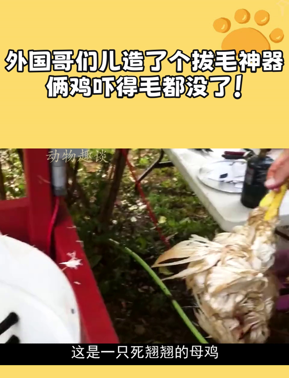 外国哥们儿造了个拔毛神器,俩鸡吓得毛都没了!