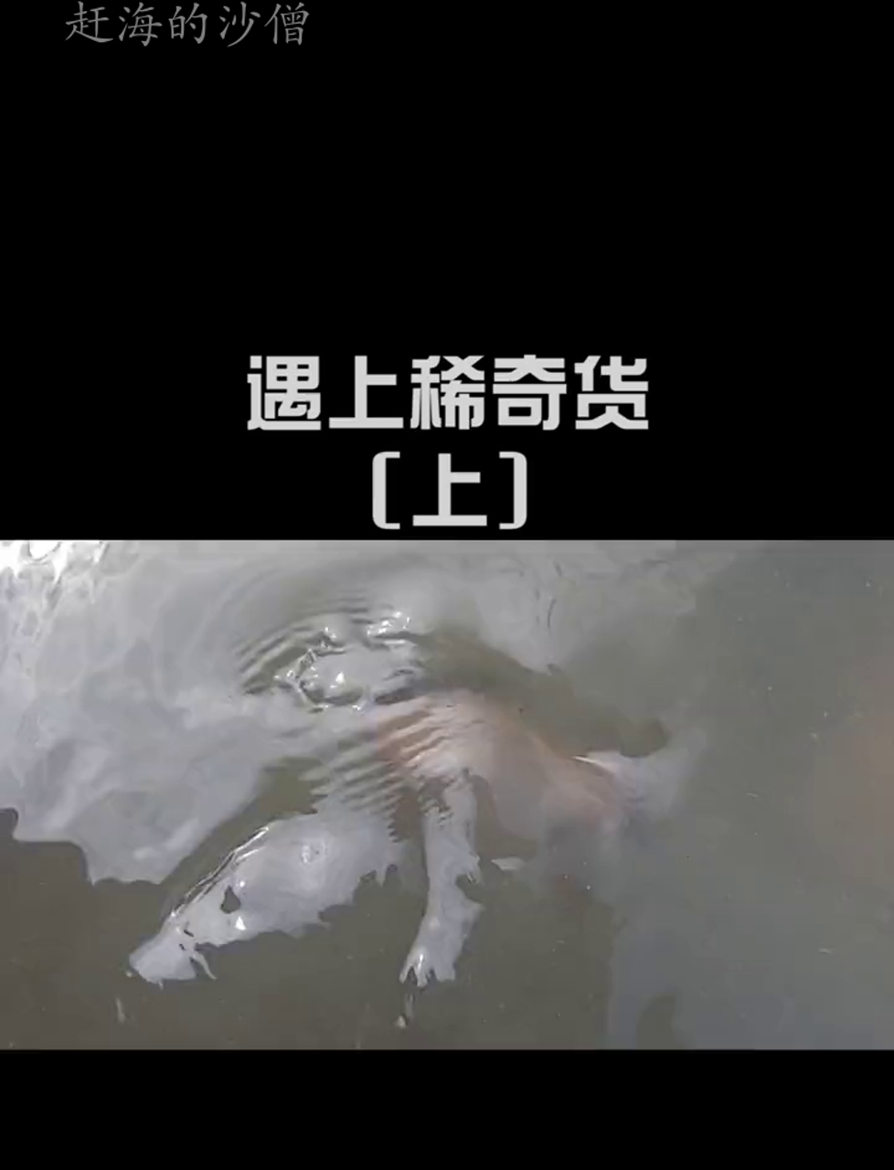 阿明海边捡宝,意外捞到个怪家伙,头上长角嘴还凸,太稀奇了(上)