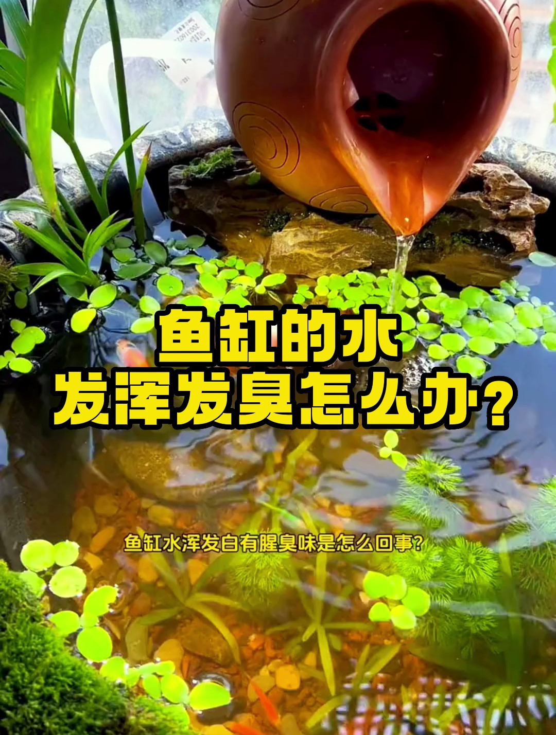 鱼缸的水发浑发臭怎么办?学会这个方法就够了!