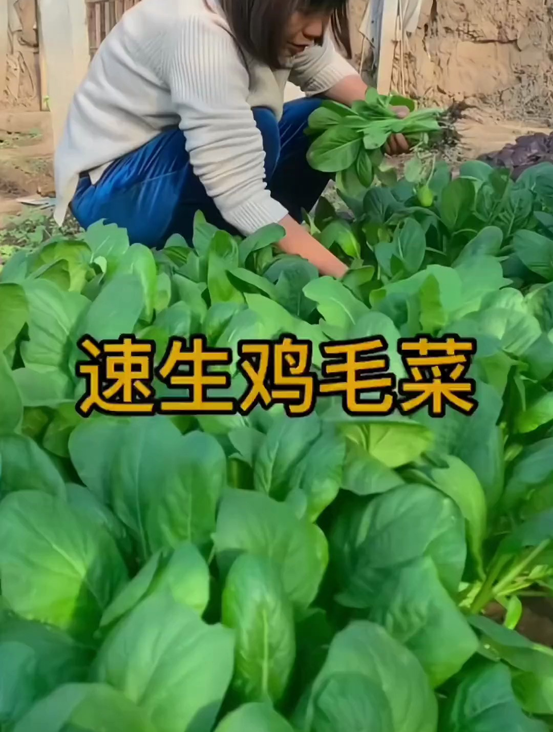 纯天然绿色蔬菜,鸡毛菜也是小油菜的一种