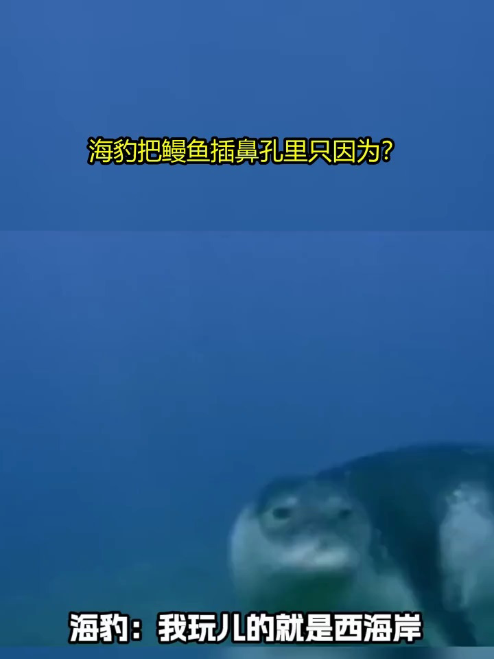 海豹把鳗鱼插鼻孔里只因为?