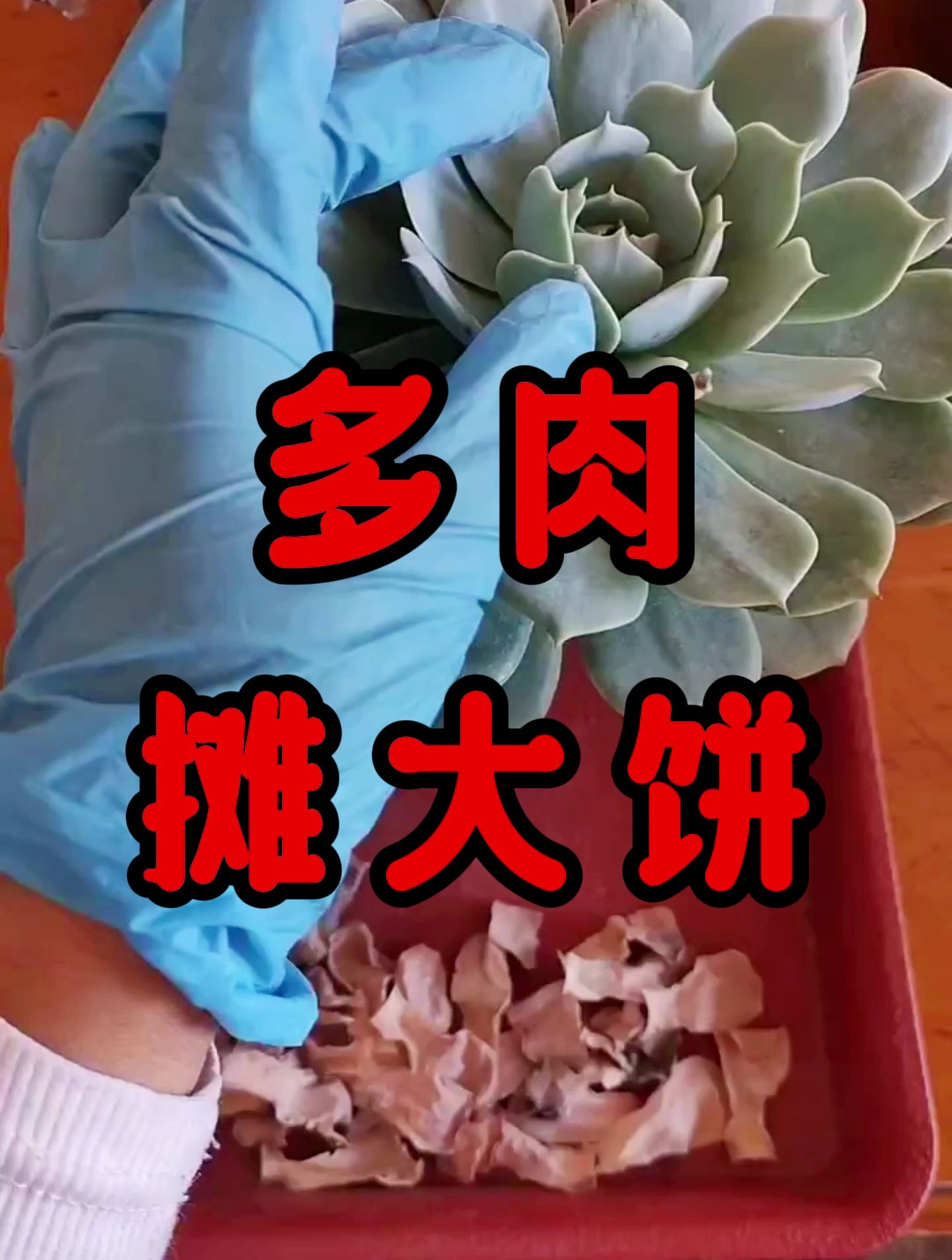 家里养护的多肉摊大饼了怎么办?别怕,我告诉你解决方法!