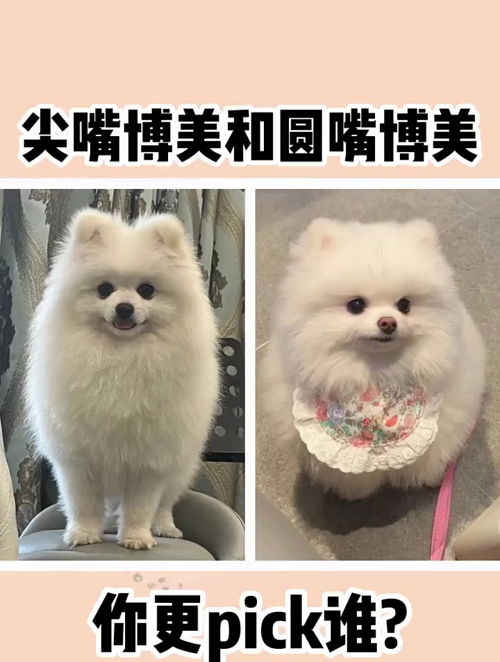 博美有尖嘴圆嘴之分,其实就是英系博美和美系博美的区别