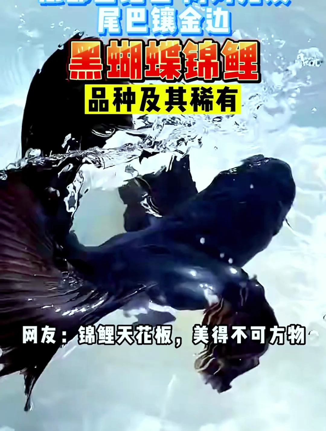 知道这是什么鱼吗?黑蝴蝶鲤品种极其稀有!底部金红色两对龙须!