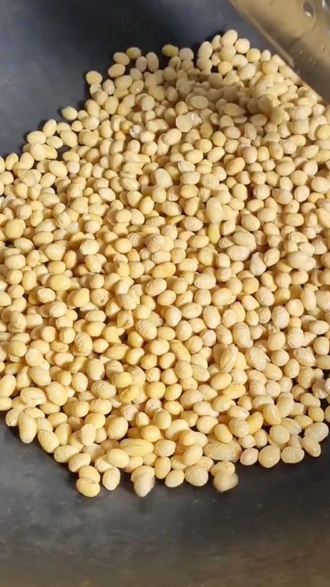 黄豆用的好,瘦猪变肥猪