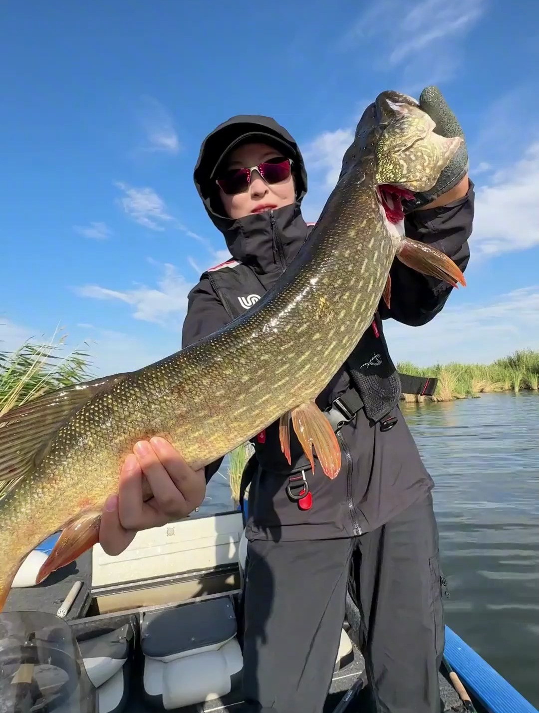 狗鱼跟狗有什么不一样,大概狗鱼名字有个狗