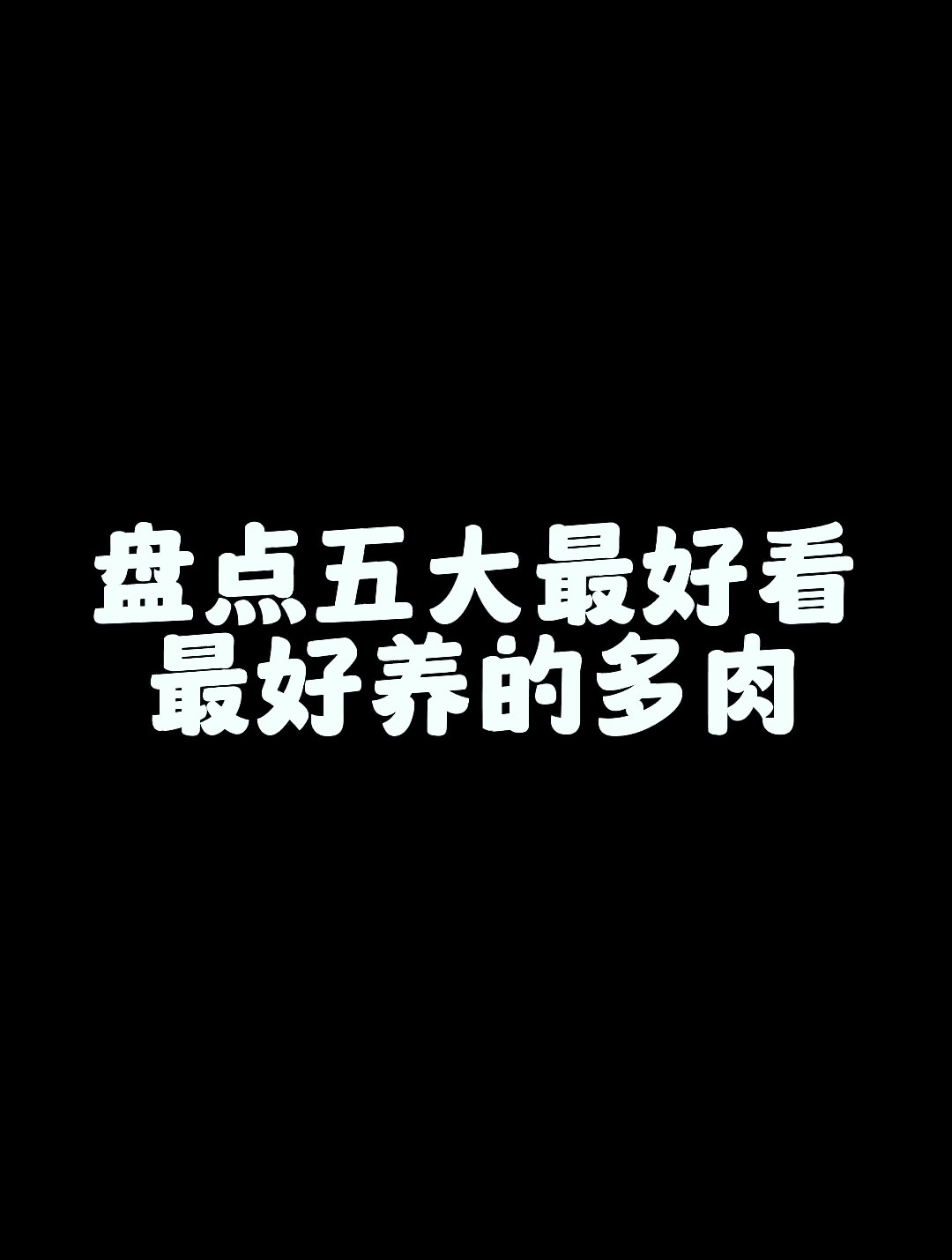 还有哪些好养又好看的多肉品种?