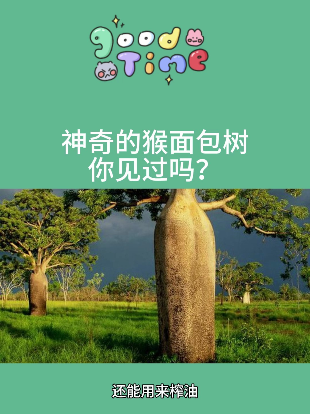 神奇的猴面包树你见过吗?