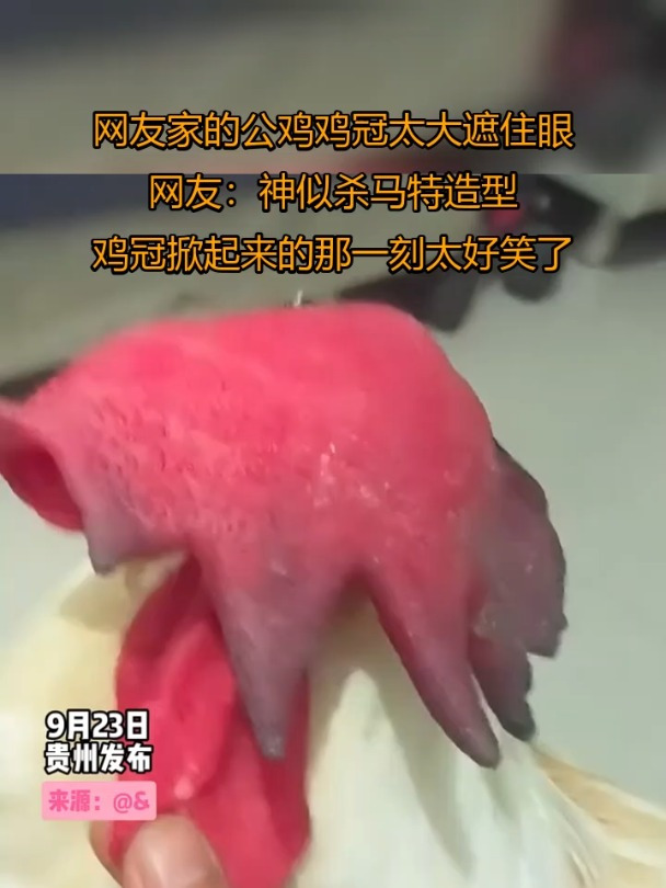 网友自家公鸡鸡冠太大遮住眼,网友:神似杀马特造型,鸡冠掀起来的那一刻太好笑了