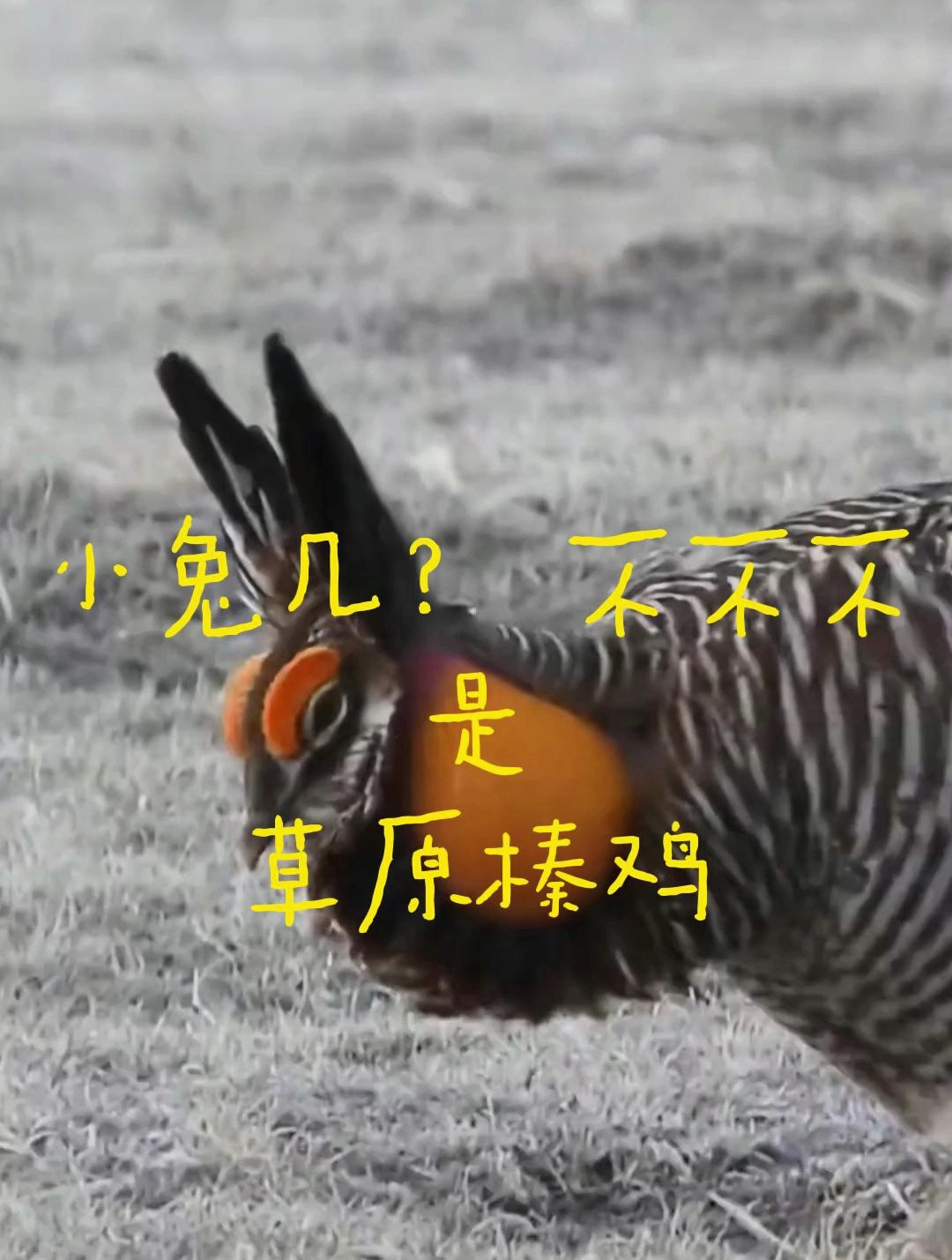 草原榛鸡有两只可爱的“小耳朵”,还会跳踢踏舞,真的太有趣了