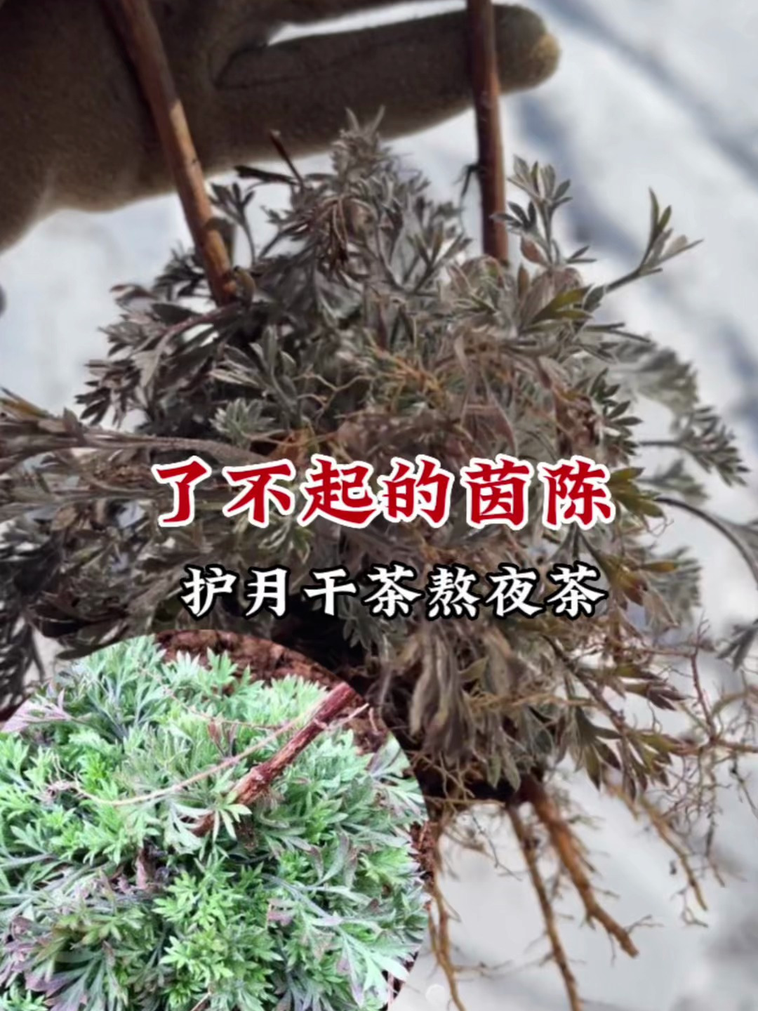 罕见植物茵陈,又名白蒿不仅是野菜用它炒茶厉害了,遇到可要珍惜