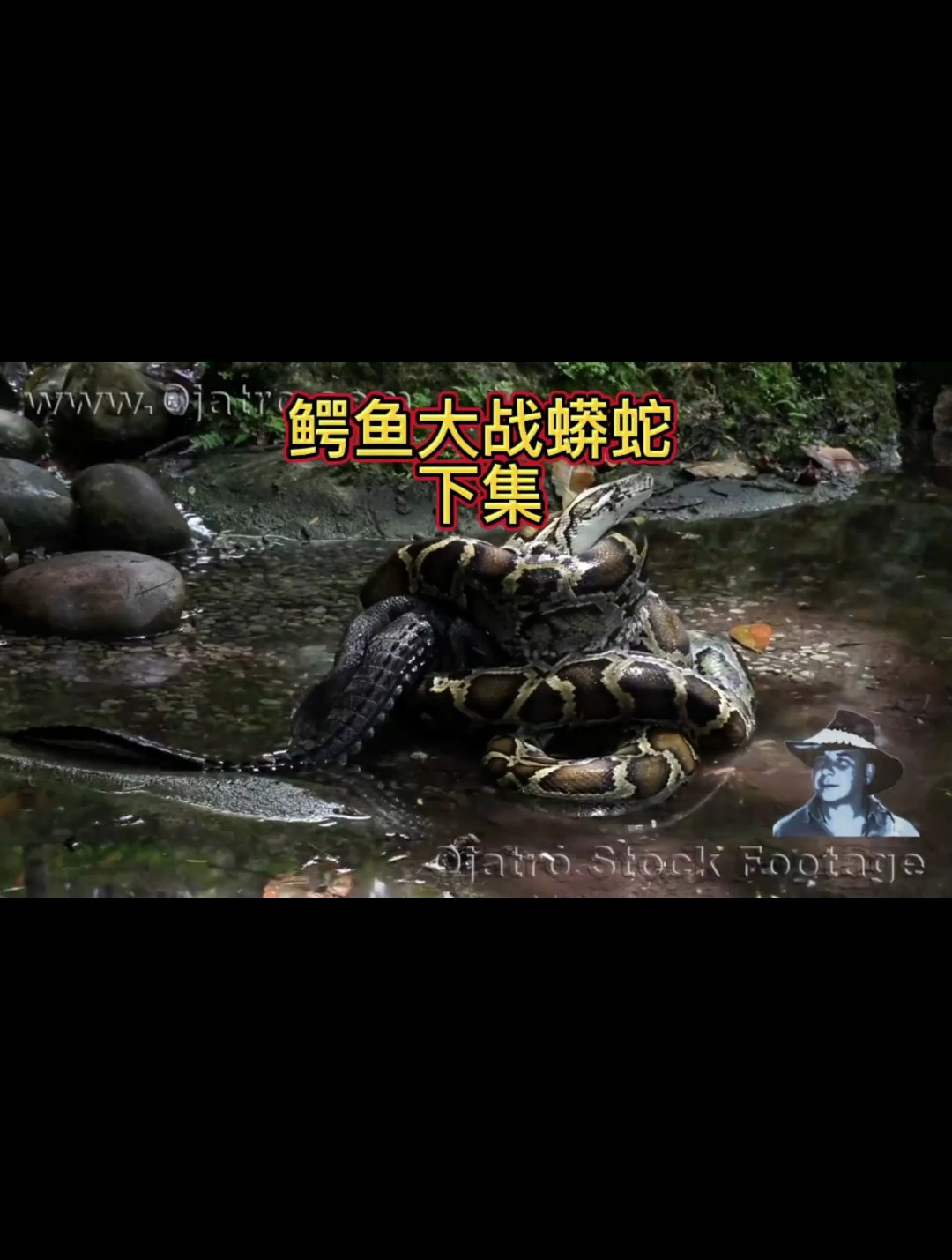 鳄鱼大战蟒蛇 到底鹿死谁手