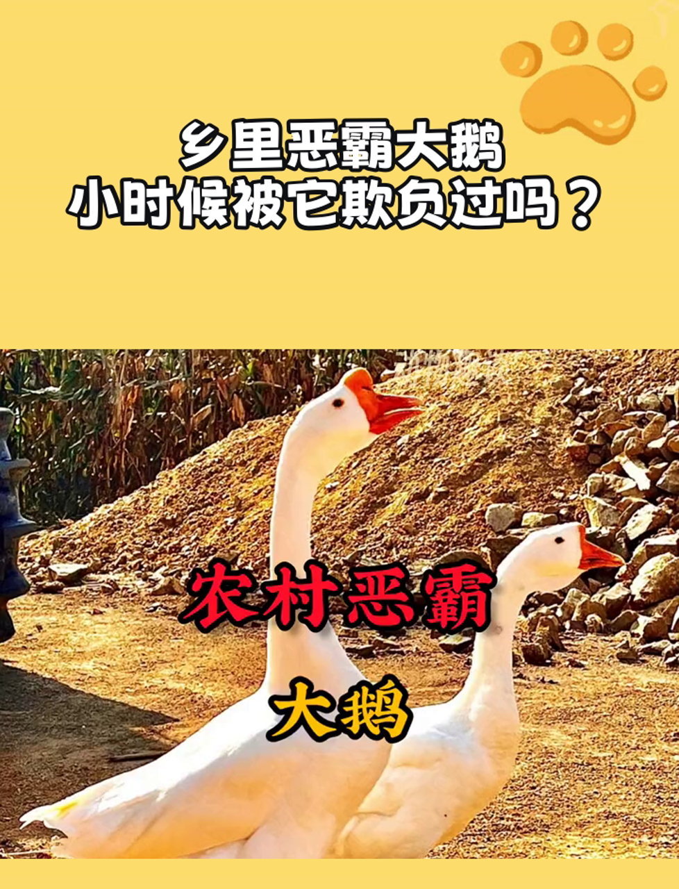 乡里恶霸大鹅,小时候被它欺负过吗?