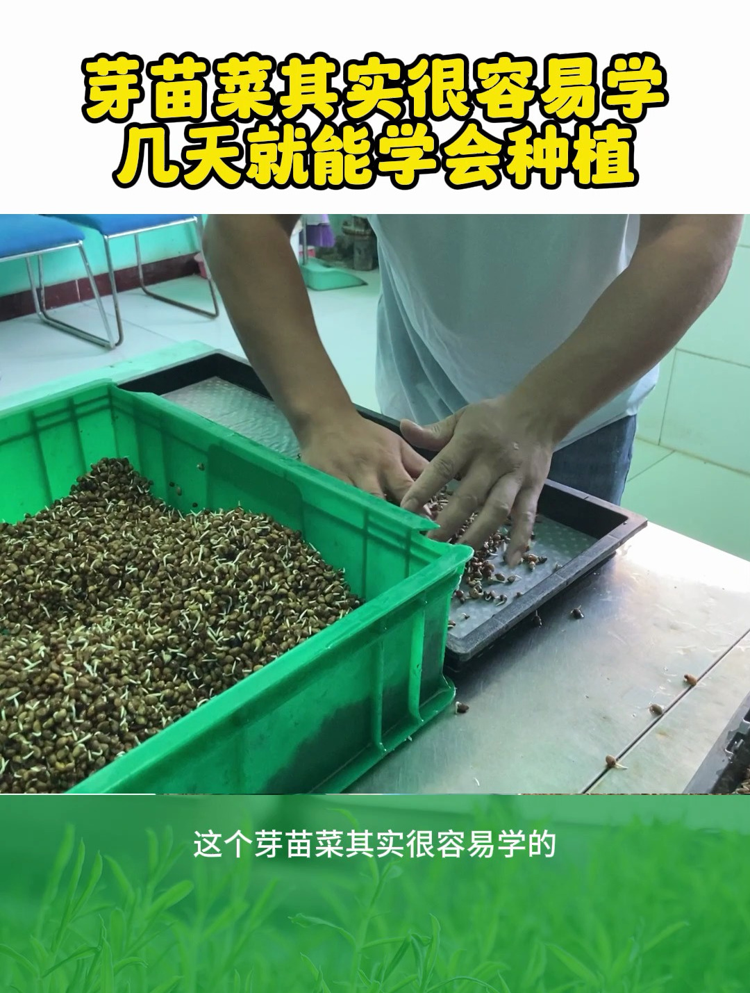 芽苗菜受很多人的欢迎,也很容易学,几天就能掌握种植技术