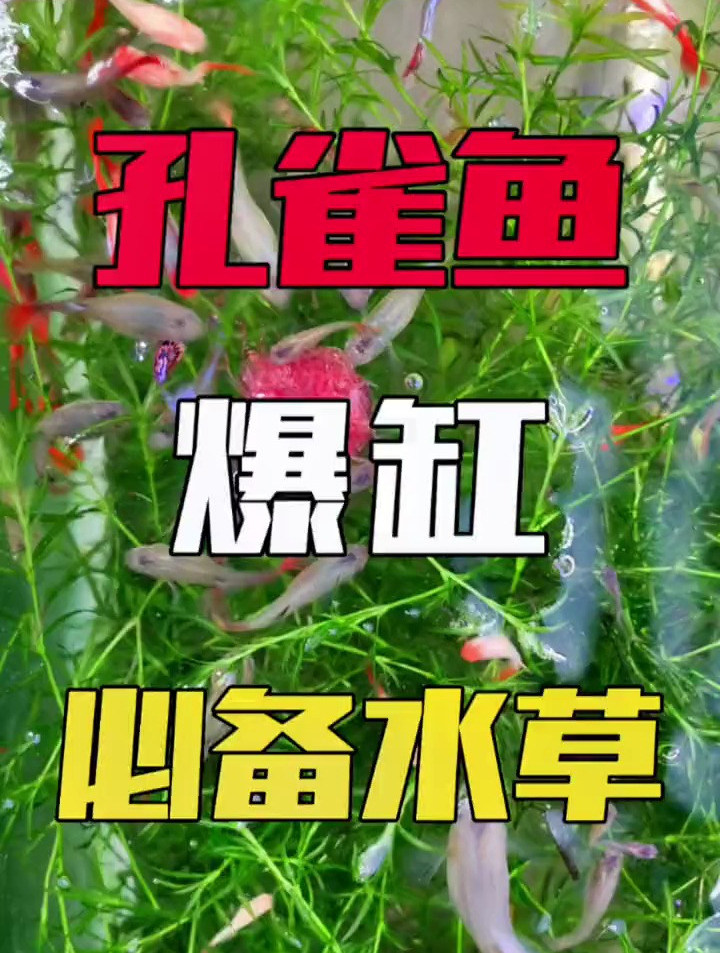 孔雀鱼怎么养能爆缸