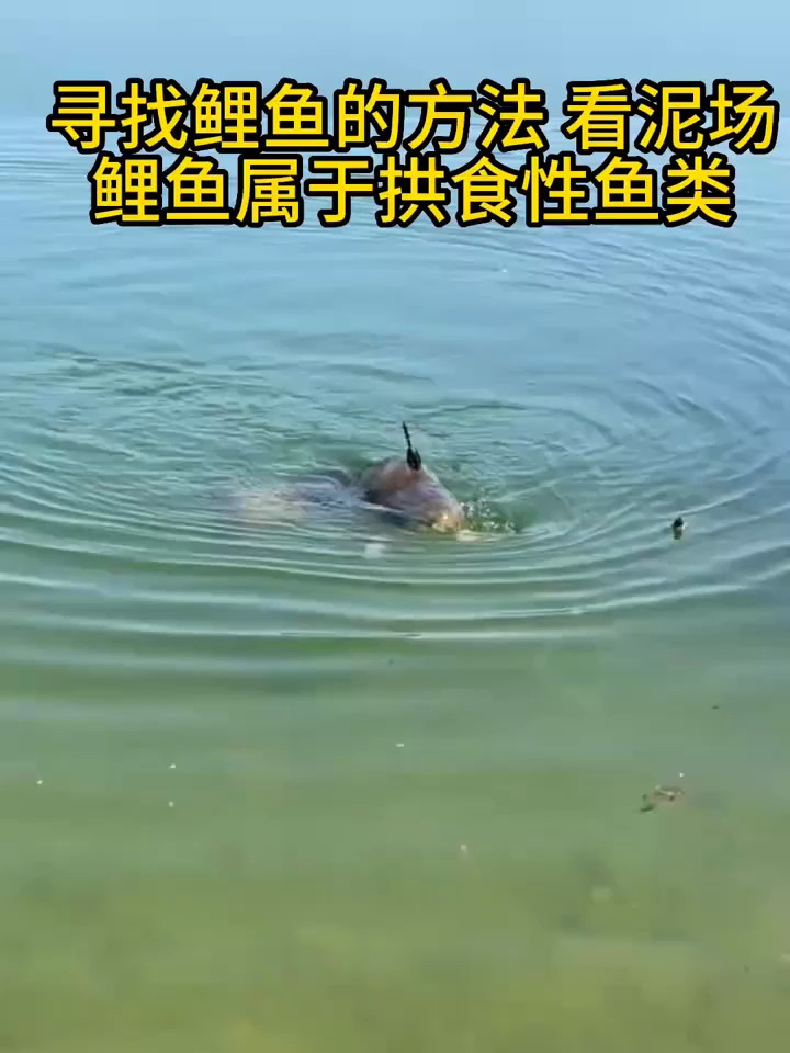 寻找鲤鱼的方法,看泥场:鲤鱼属于拱食性鱼类