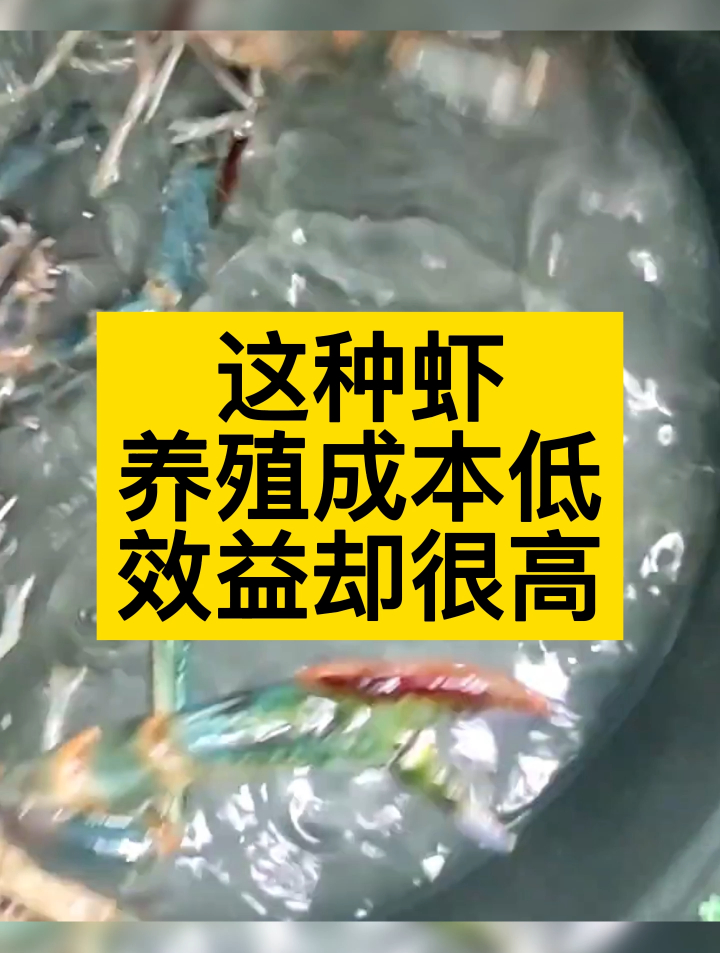 厉害了!广西工程师+商人+厨师3人,投资100万养殖这种虾!