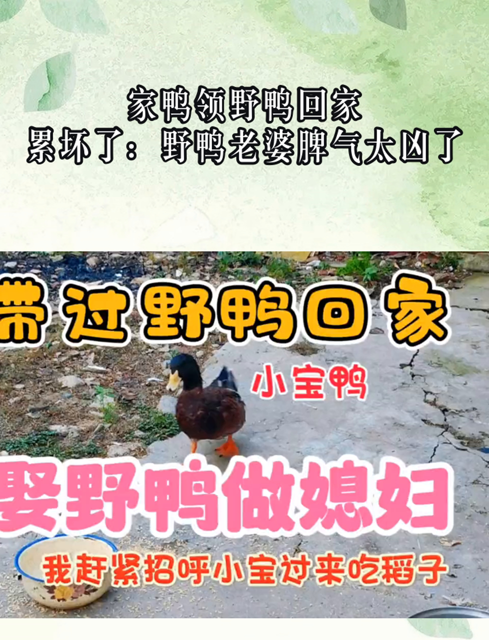 家鸭领野鸭回家,累坏了:野鸭老婆脾气太凶了