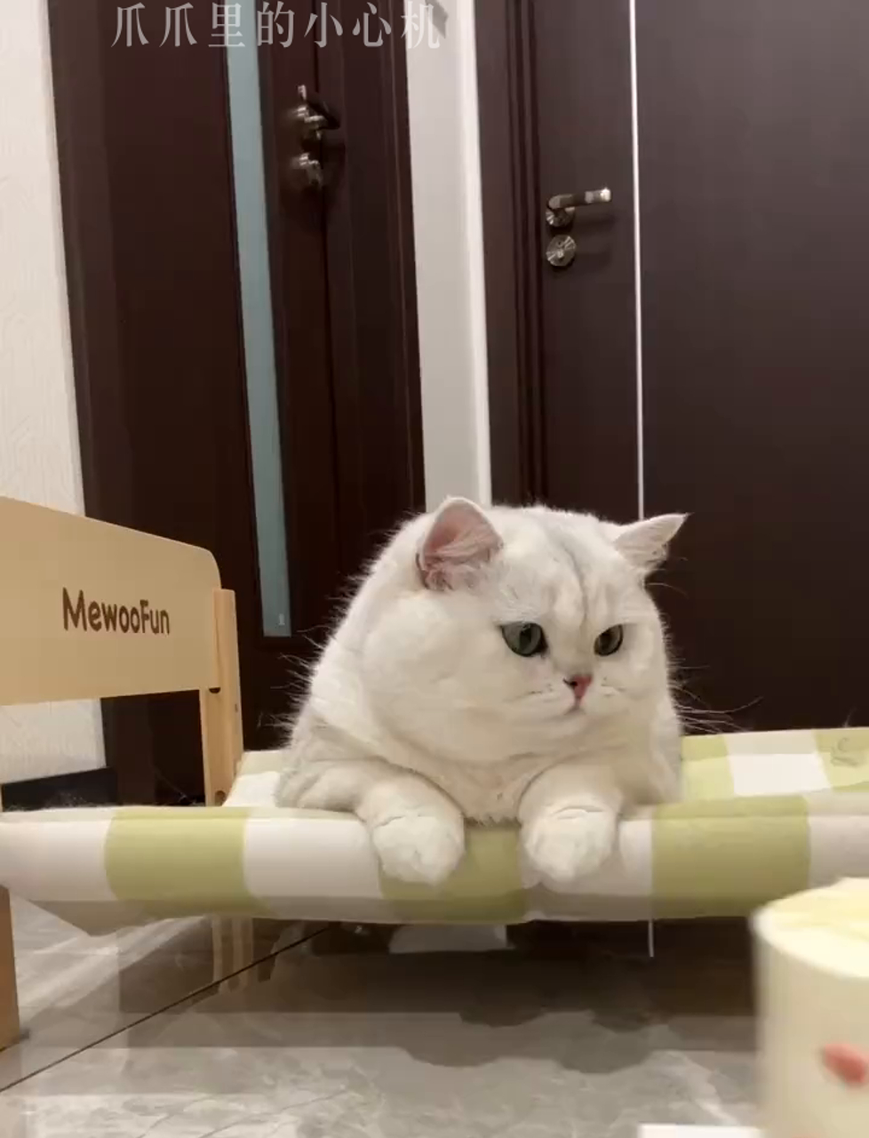 小猫咪不能吃奶油你过你的生日蛋糕我帮你吃!