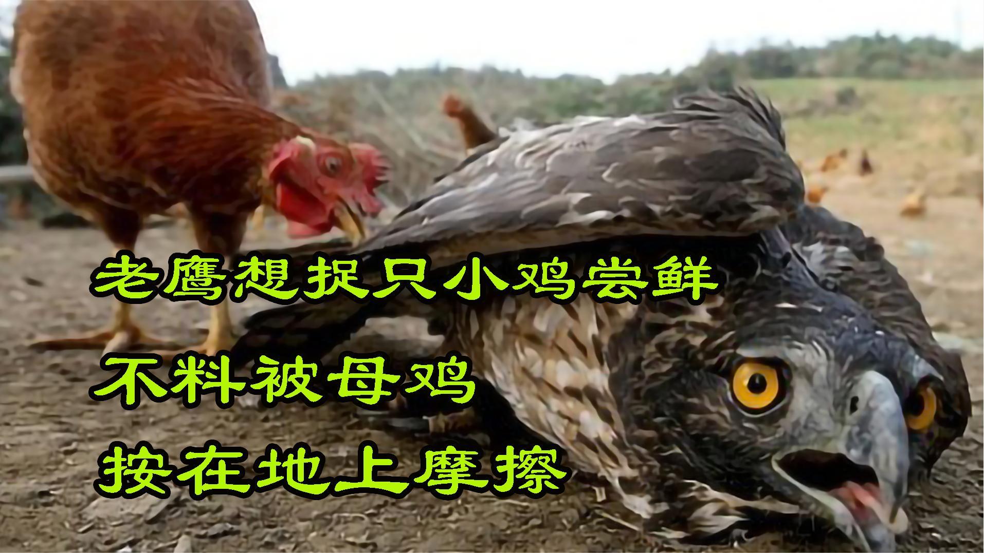 老鹰想捉只小鸡尝鲜,却被母鸡按在地上摩擦,太解气了!