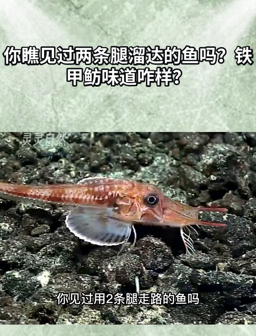 你瞧见过两条腿溜达的鱼吗?铁甲鲂味道咋样?