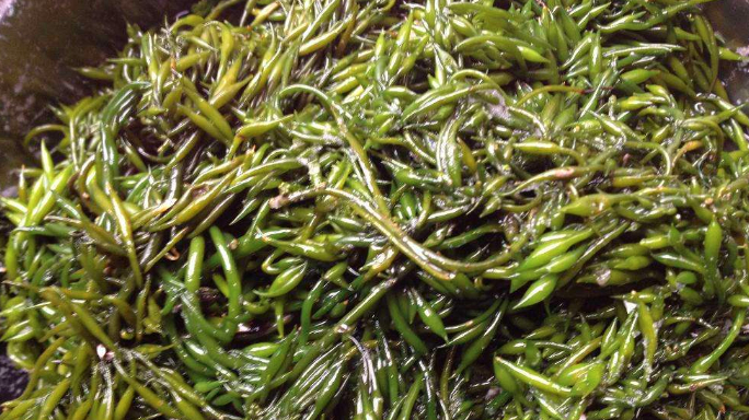 日本人称为“国菜”,每家每户餐桌上都会出现,却在中国喂鸭子?