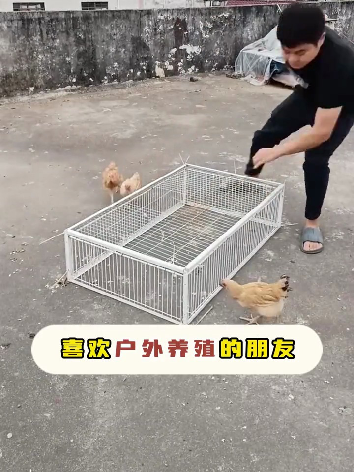 天落笼捕捉神器,鸽子 斑鸠 野鸡 野兔都可以,只进不出特别好使