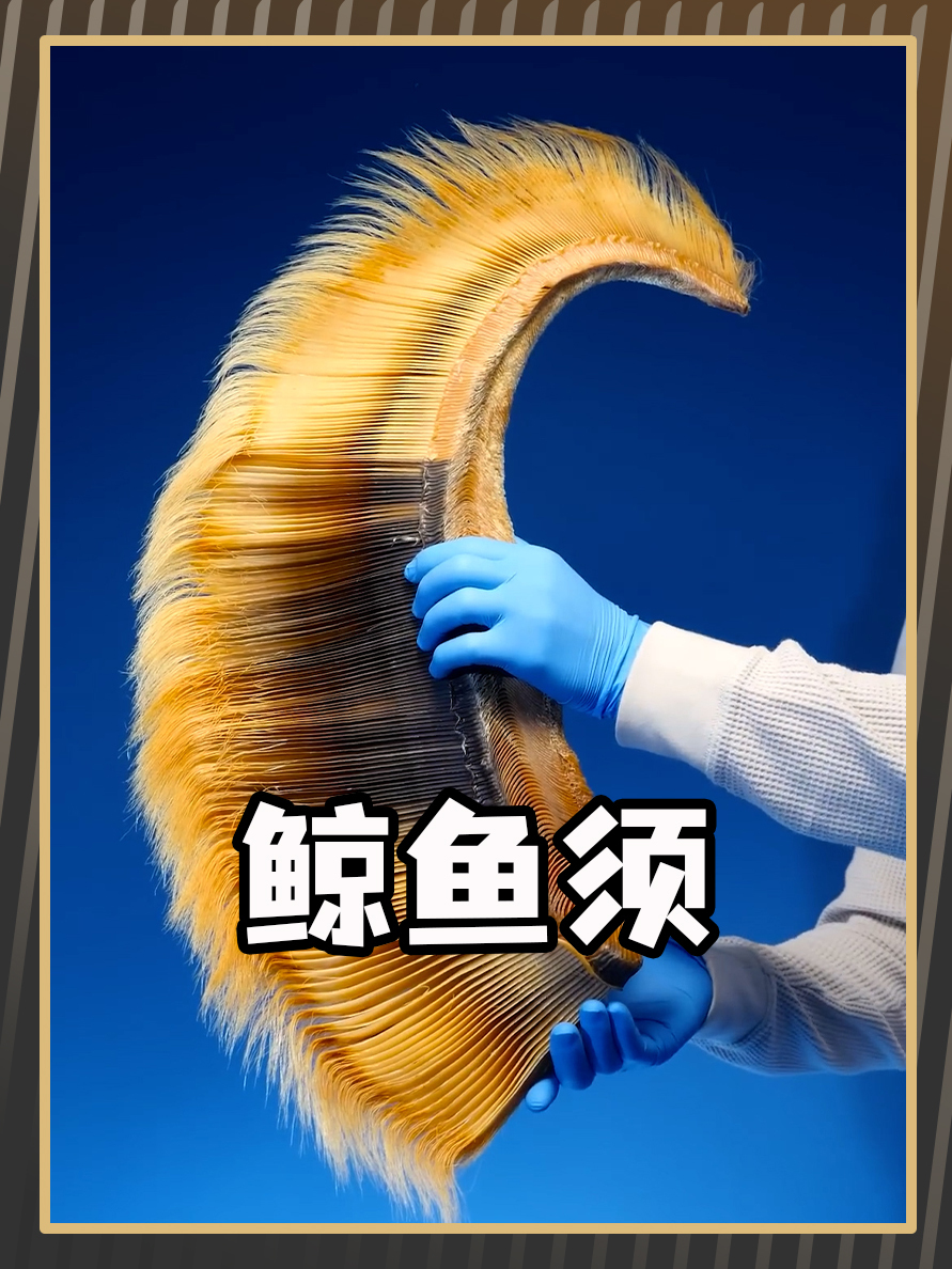 鲸鱼的须居然这么神奇!
