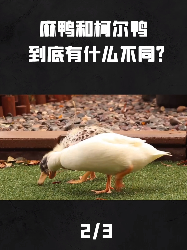 同样是鸭,为什么柯尔鸭被人捧在掌心,麻鸭却只能成为食材?
