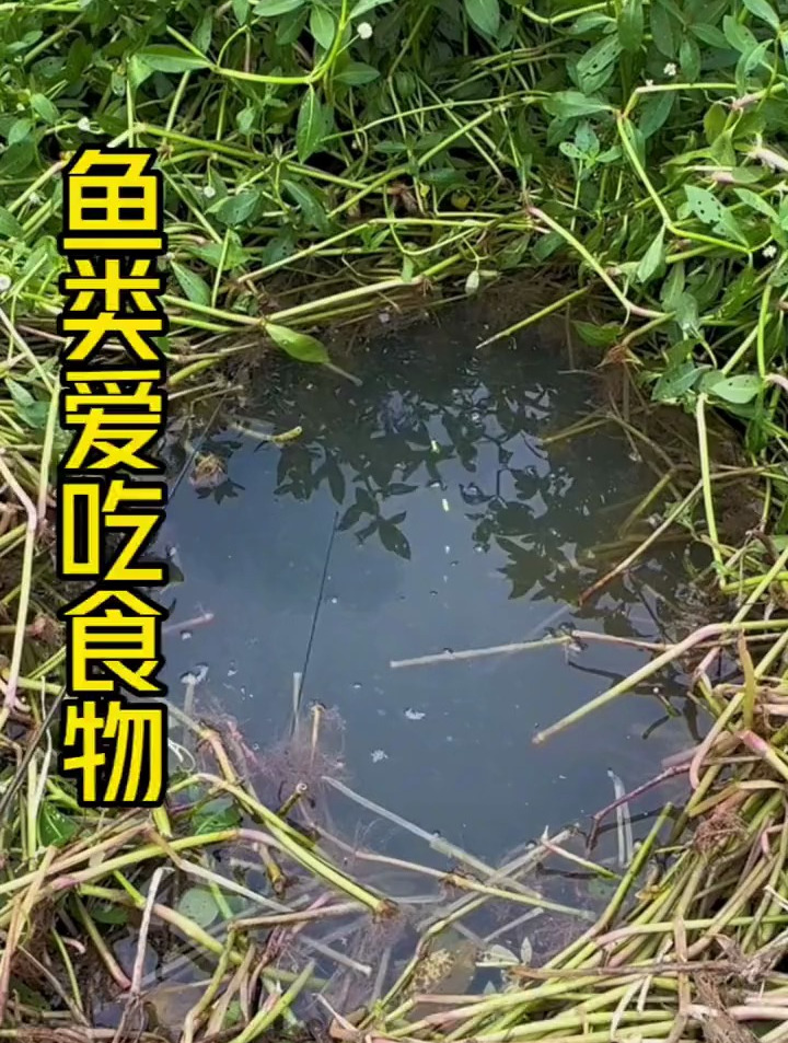 鱼都吃什么食物?了解习性选对饵料,还不轻松爆护?