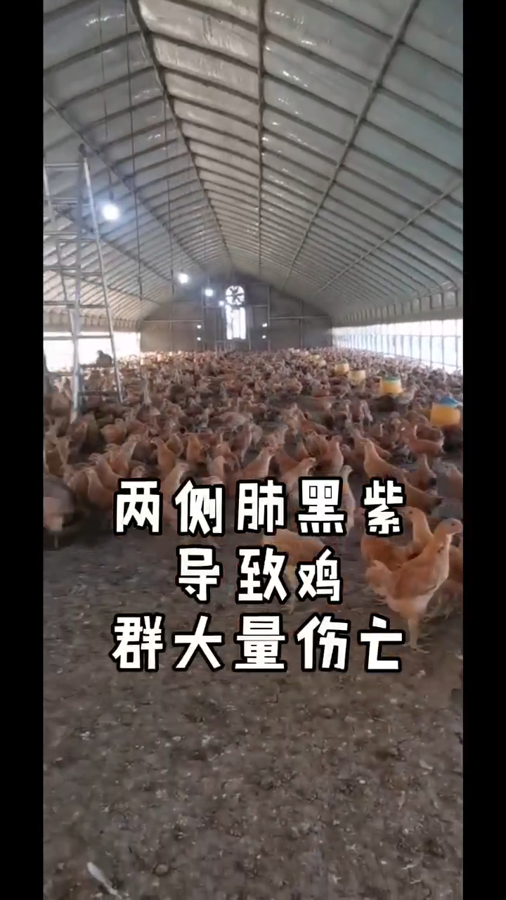 肉鸡黑肺怎么办肉鸡黑肺怎么引起的肉鸡黑肺什么原因肉鸡黑肺用什么肉鸡黑肺病如何预