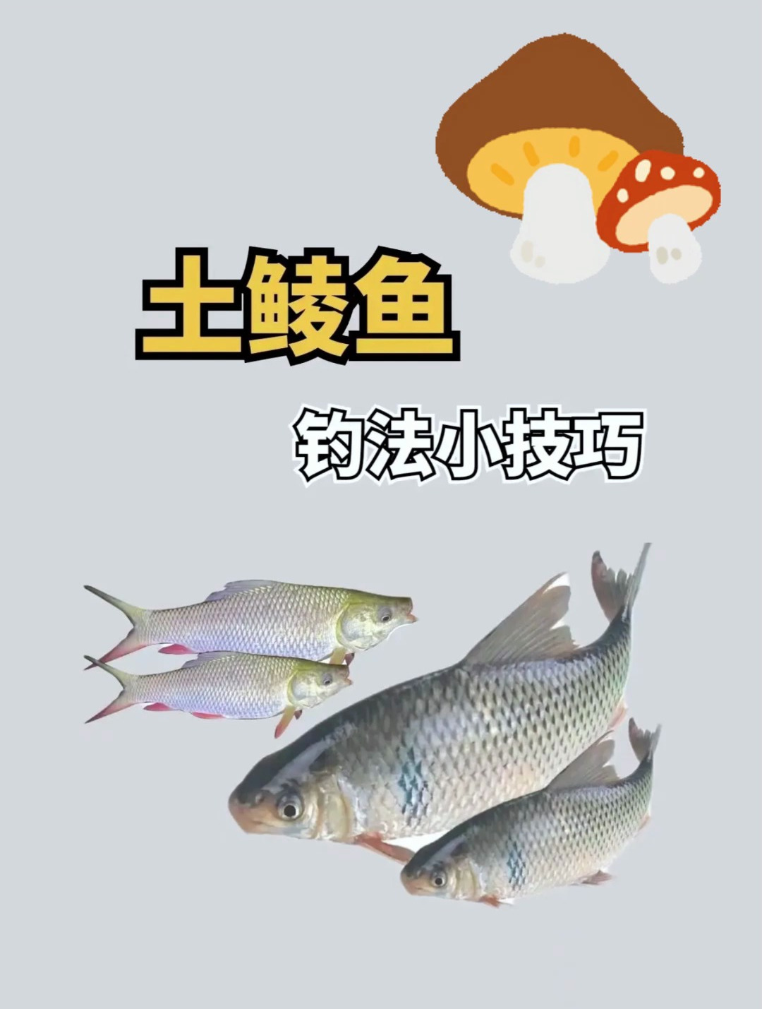 土鲮鱼的钓法小技巧?千万不要错过!