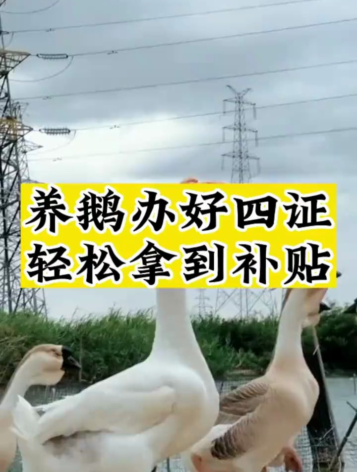 养鹅人一定要收藏,养殖的朋友可以参考一下